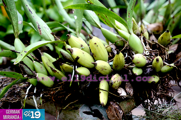 Orqu&iacute;deas, ranas y mariposas